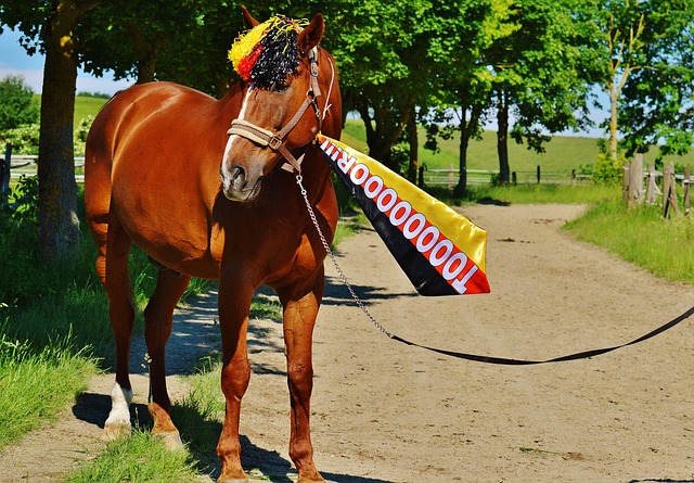 向季后赛 向季后赛